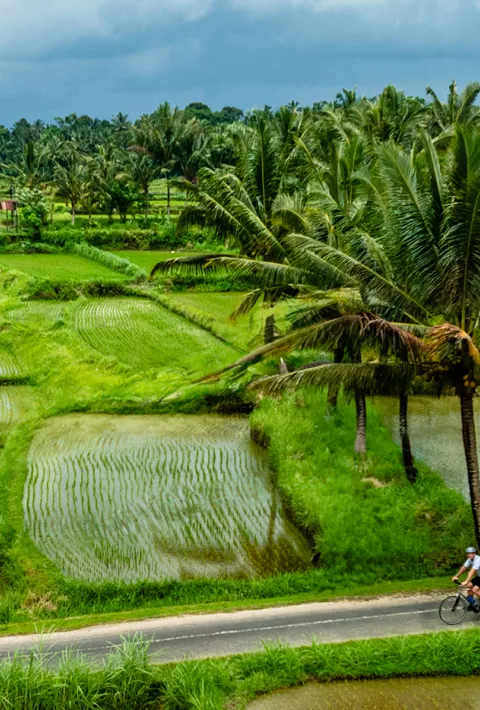Cycling through rice fields in Bali