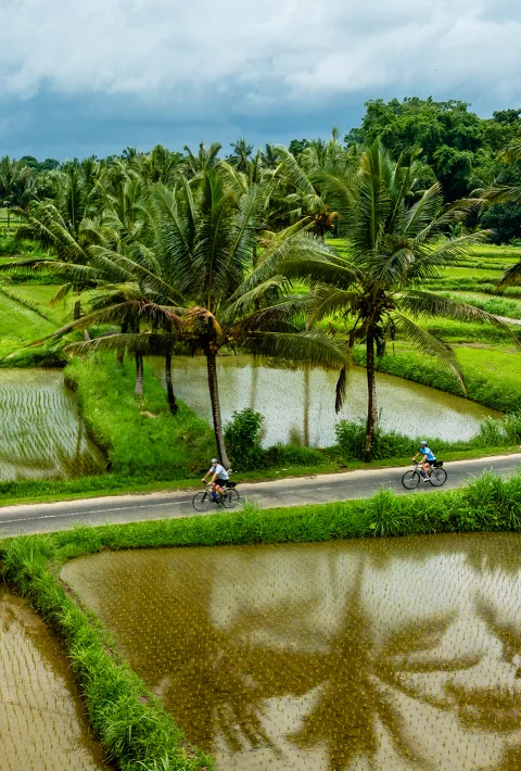 Cycling through rice fields in Bali