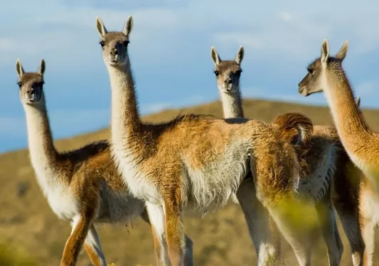 Close up shot of four llamas.
