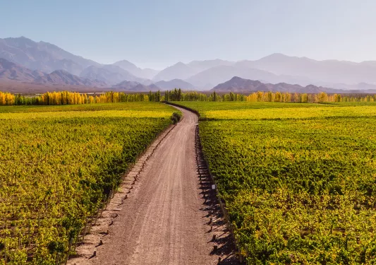 Wide shot of road between grapevines, tree line and mountains in distance.