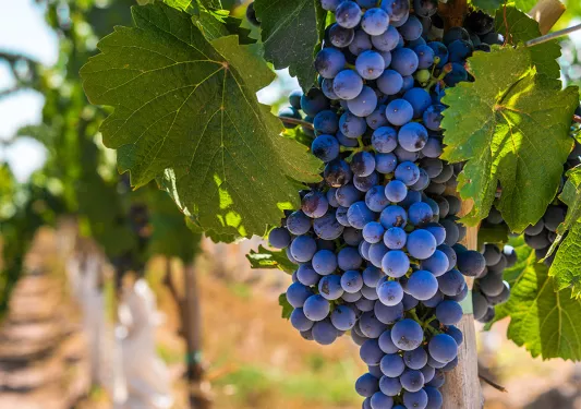 Close up of red grapes.