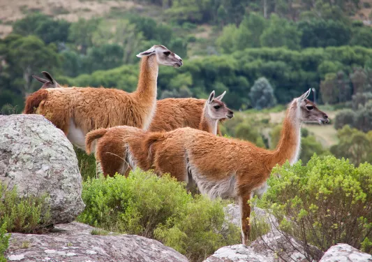 Close-up shot of guanacos, or red llamas.
