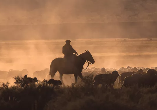 Shot of shepherd on horse, herd of sheep under them.