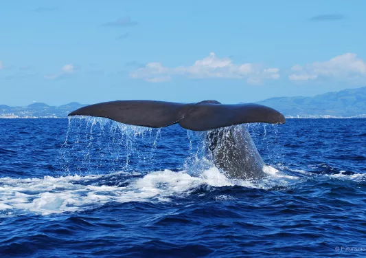 Whale tale flipping in ocean.