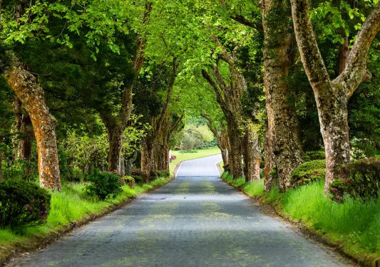 Brick road through beautiful forest close to Furnas lake on Sao Miguel island, Azores, Portugal