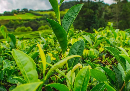 Cha Gorreana tea plantation on the island of Sao Miguel, Azores, Portugal.