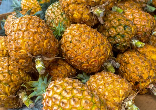 Pineapples grown on a plantation on the island Sao miguel, Azores