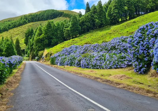 Flowering street with beautiful blue hydrangeas on Sao Miguel, Azores, Portugal