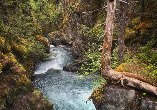 River flowing through a forest in Alaska