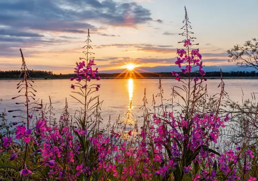 Flowers on the edge of a lake at sunset in Alaska