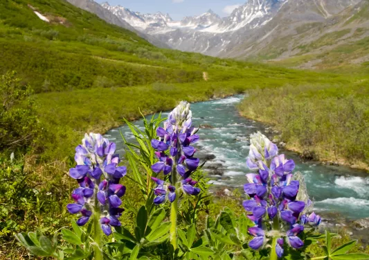 Field of purple flowers with mountains in the background