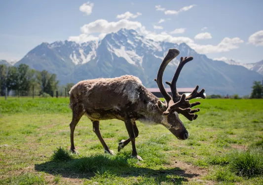 Caribou in Alaska