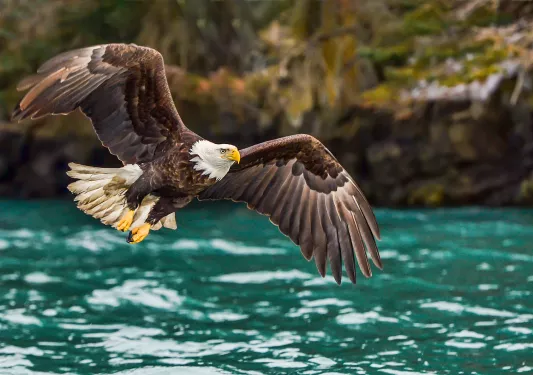 Bald eagle flying over water in Alaska