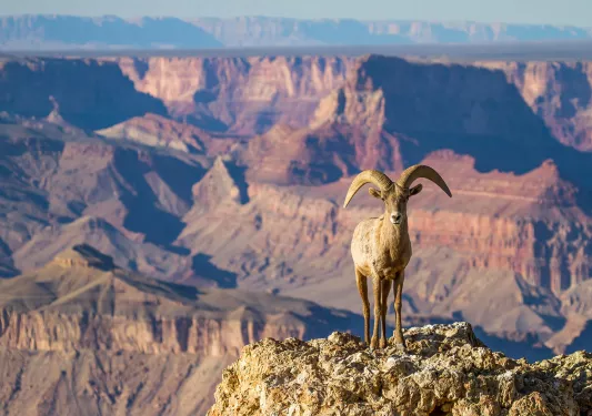Wide shot of Grand Canyon, big horn sheep in foreground.