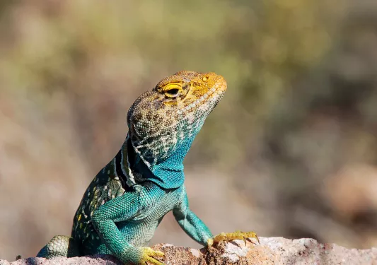 Collard Lizard Basking on a Rock in Arizona.