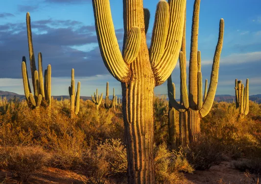 Cacti in desert