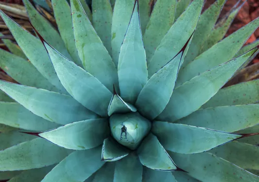 Blue-green agave cactus in Sedona, Arizona