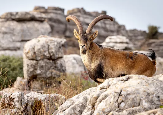 Mountain goat, Spanish Ibex in the wild.