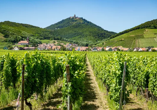 Vineyard with Mountain and Town View in Alsace