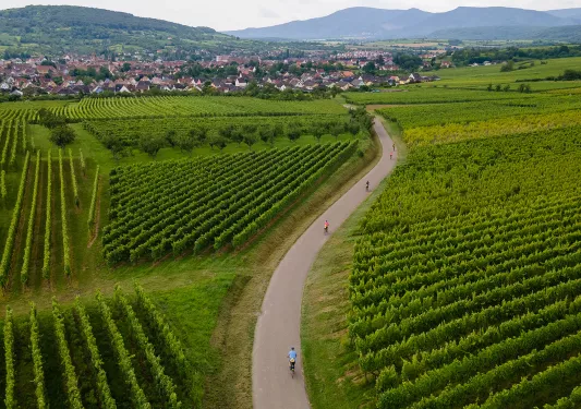 Backroads Guests Biking Through Vineyard in Alsace