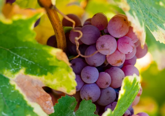 Grapes in Alsace