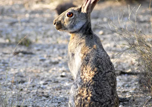 A jackrabbit in Saguaro National Park in Arizona