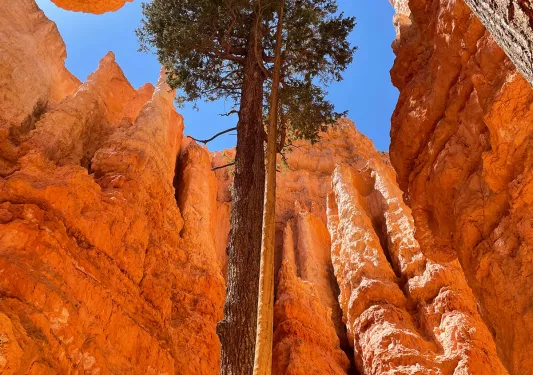 Sky-facing shot of trees and rock formation