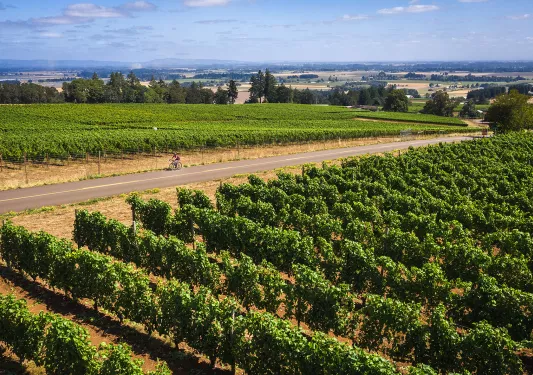 Guest in middle ground riding through vineyard.