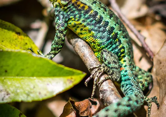 Close-up of a Galan's Rock Lizard.