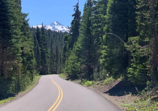 Wide shot of road surrounded by tall trees.