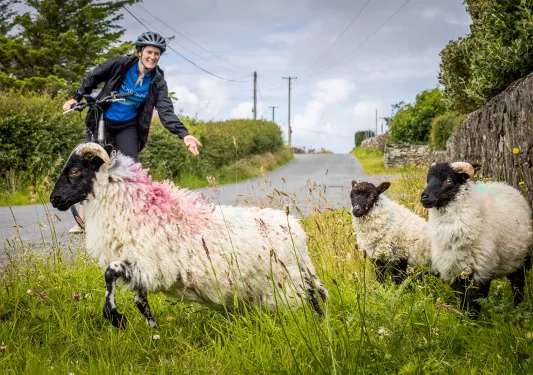 Cyclist Sheep Ireland