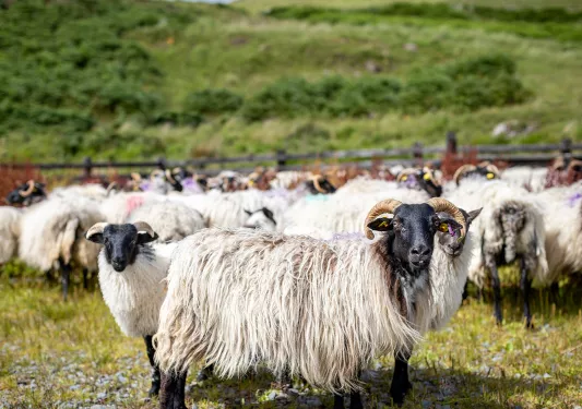 Farm Heard of Sheep Ireland