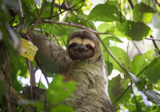 Sloth Costa Rica