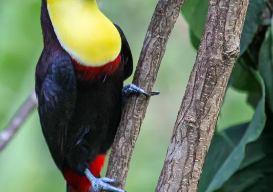 Toucan Costa Rica