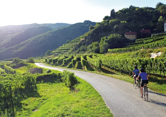 Two bikers riding past lush, green vineyards.