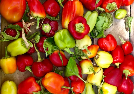 Shot of different varieties of bell peppers.