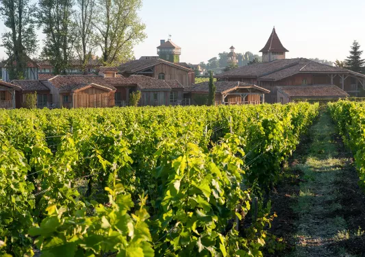 Shot of the grapevines at Les Sources de Caudalie.