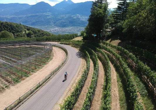Guest cycling past rows of grape vines.