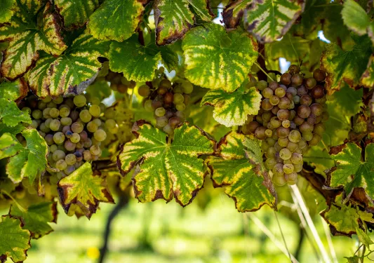 Close-up of white wine grapes. 