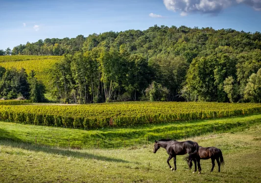 Two horses on grassy meadow, forest in distance. 