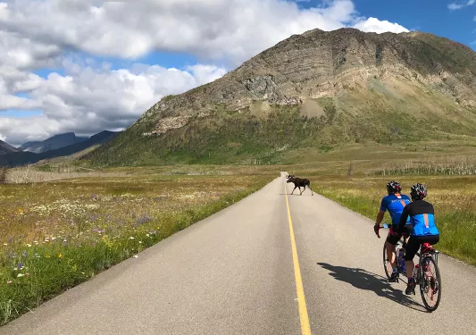 Backroads guests riding approaching a moose in distance