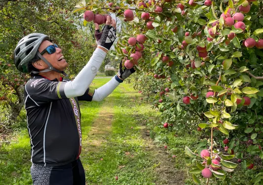 Guest picking crab apples in apple grove.