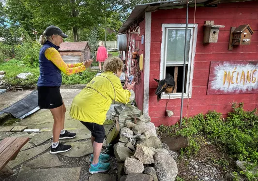 Two people pause to take a photo of a goat in a red house