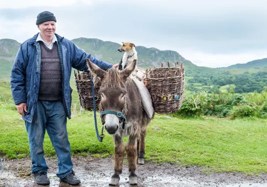 Local, Dog and Donkey Ireland