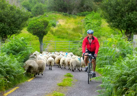 Red Jacket Cyclist Sheep Ireland