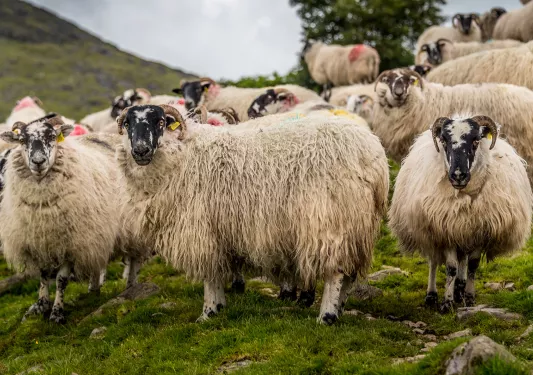 Sheep Ireland