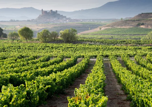 Vineyard and San Vicente de la Sonsierra as Background, La Rioja (Spain)