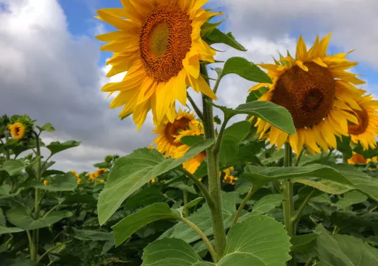 Sunflowers