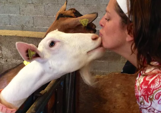 Goat Kissing Backroads Guest's Chin