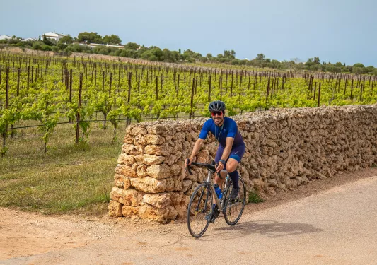 Biker riding past a stone wall and vineyard.
